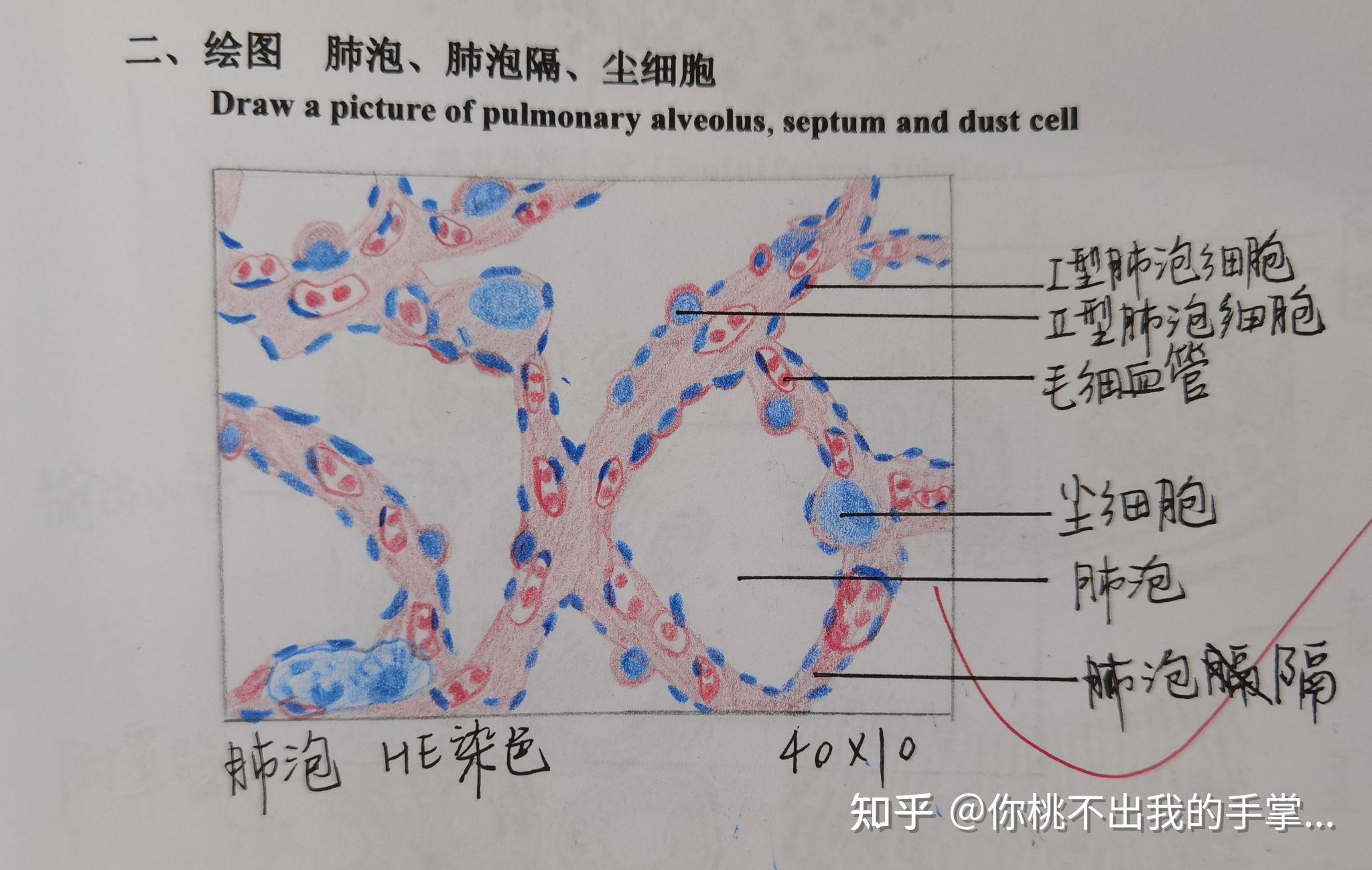 组胚红蓝铅笔绘图图片