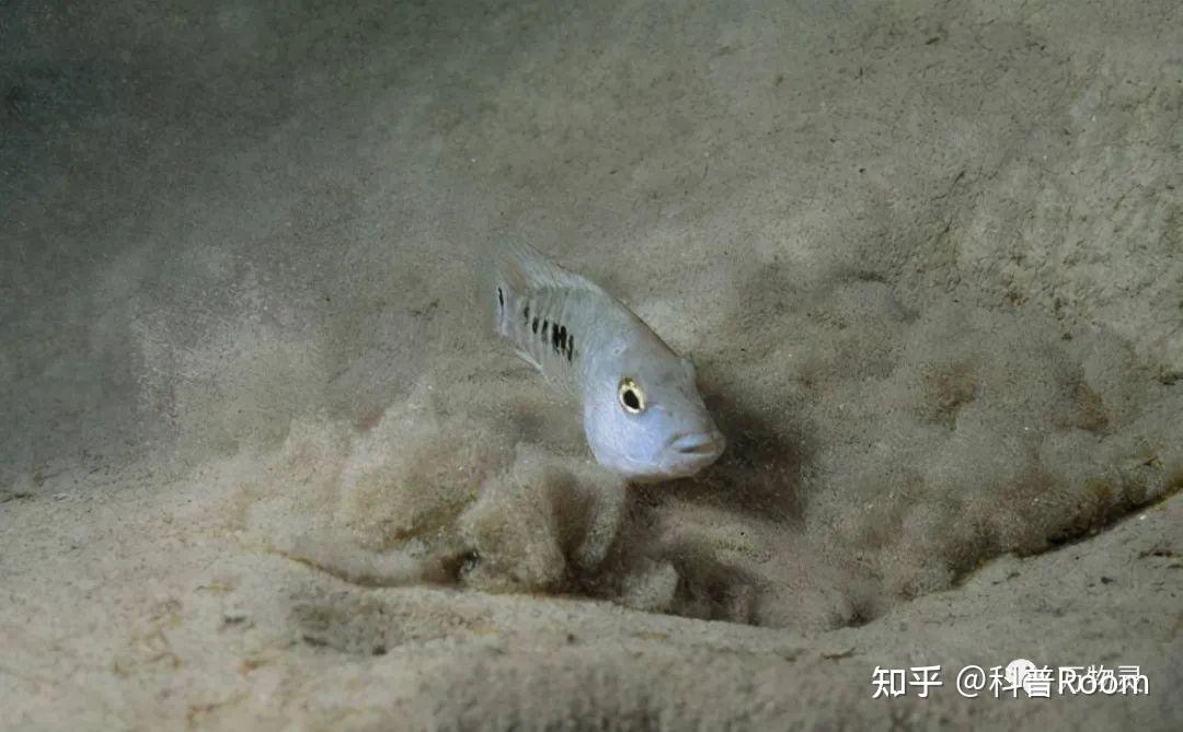 进化的奇迹:沙漠鱼,在魔鬼洞生活了 5 万年,换环境就会发生变 - 知乎