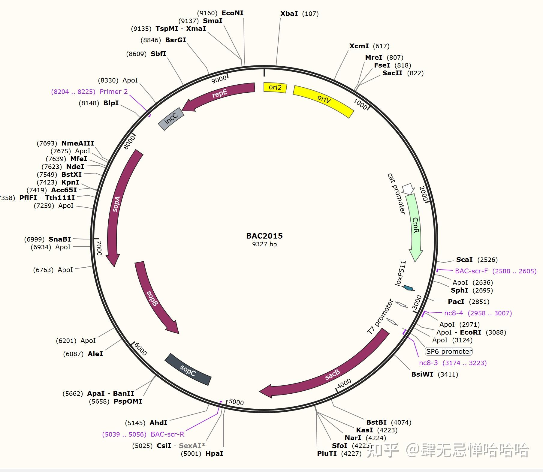 pBAC2015 - 知乎