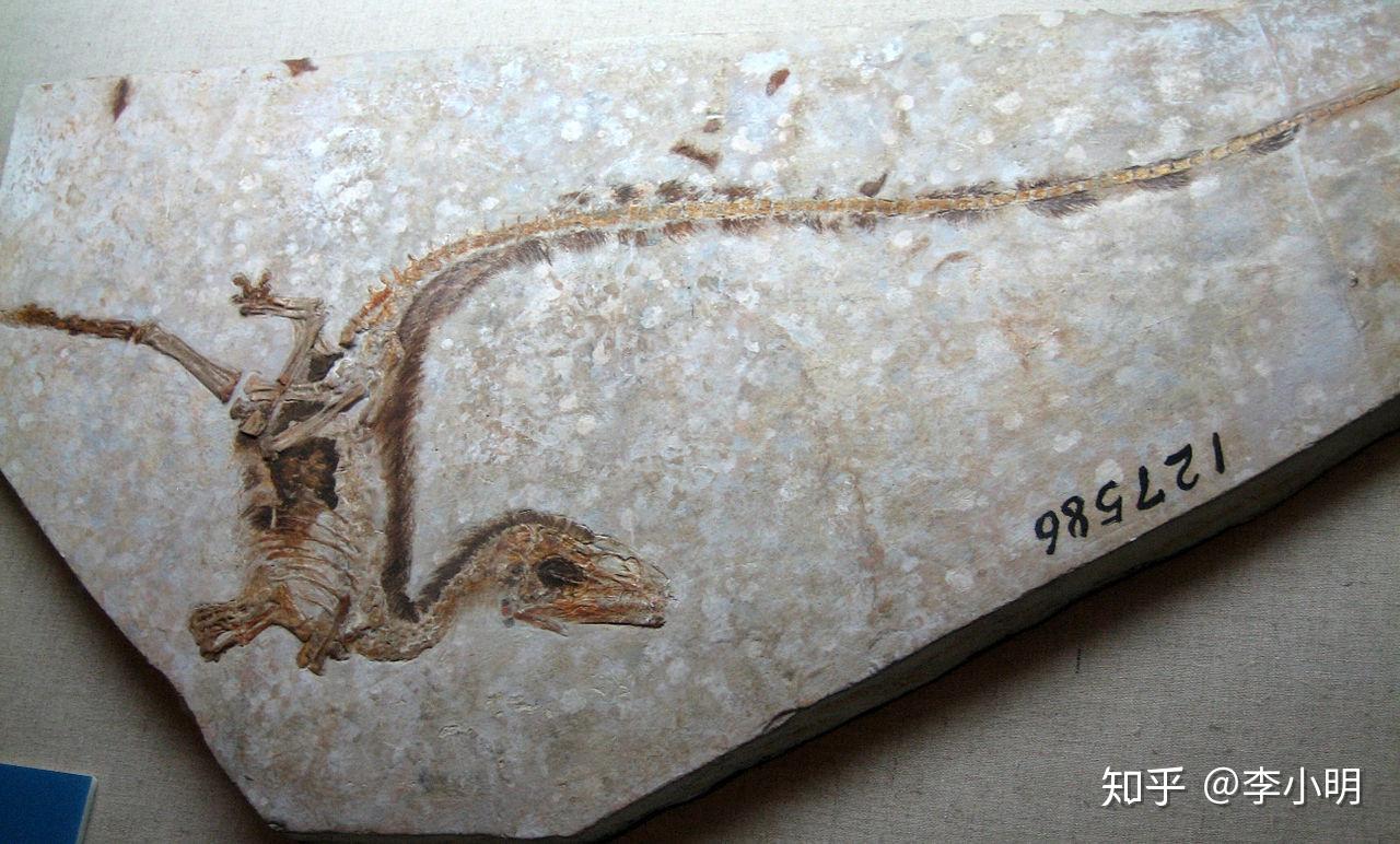 现存最完整的霸王龙化石被拍卖 成交价为3180万美元_人民号