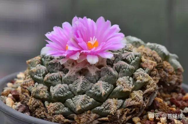 天价!天价!名贵植物排行,令人大开眼界-名贵植物图片