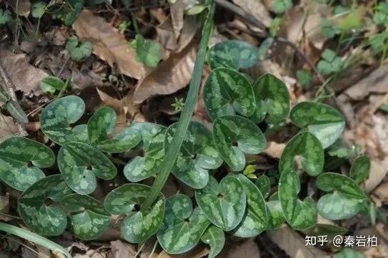 《楚辞》中的香草 - 知乎