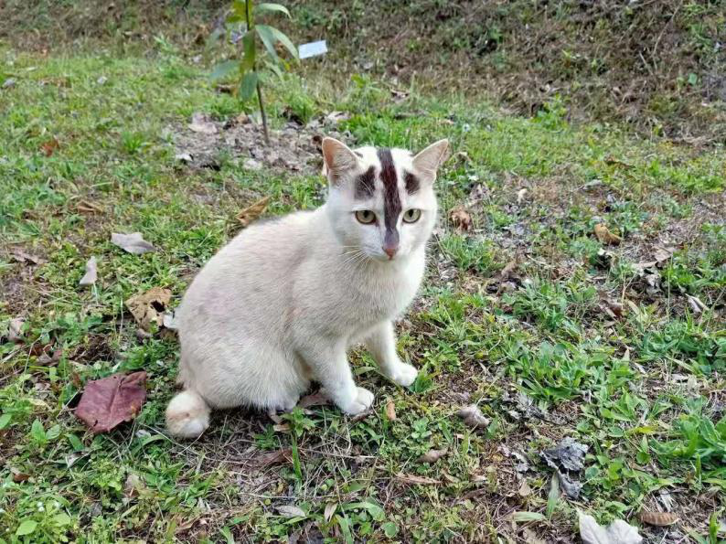 “这谁家猫啊,还能长成这样???” - 知乎