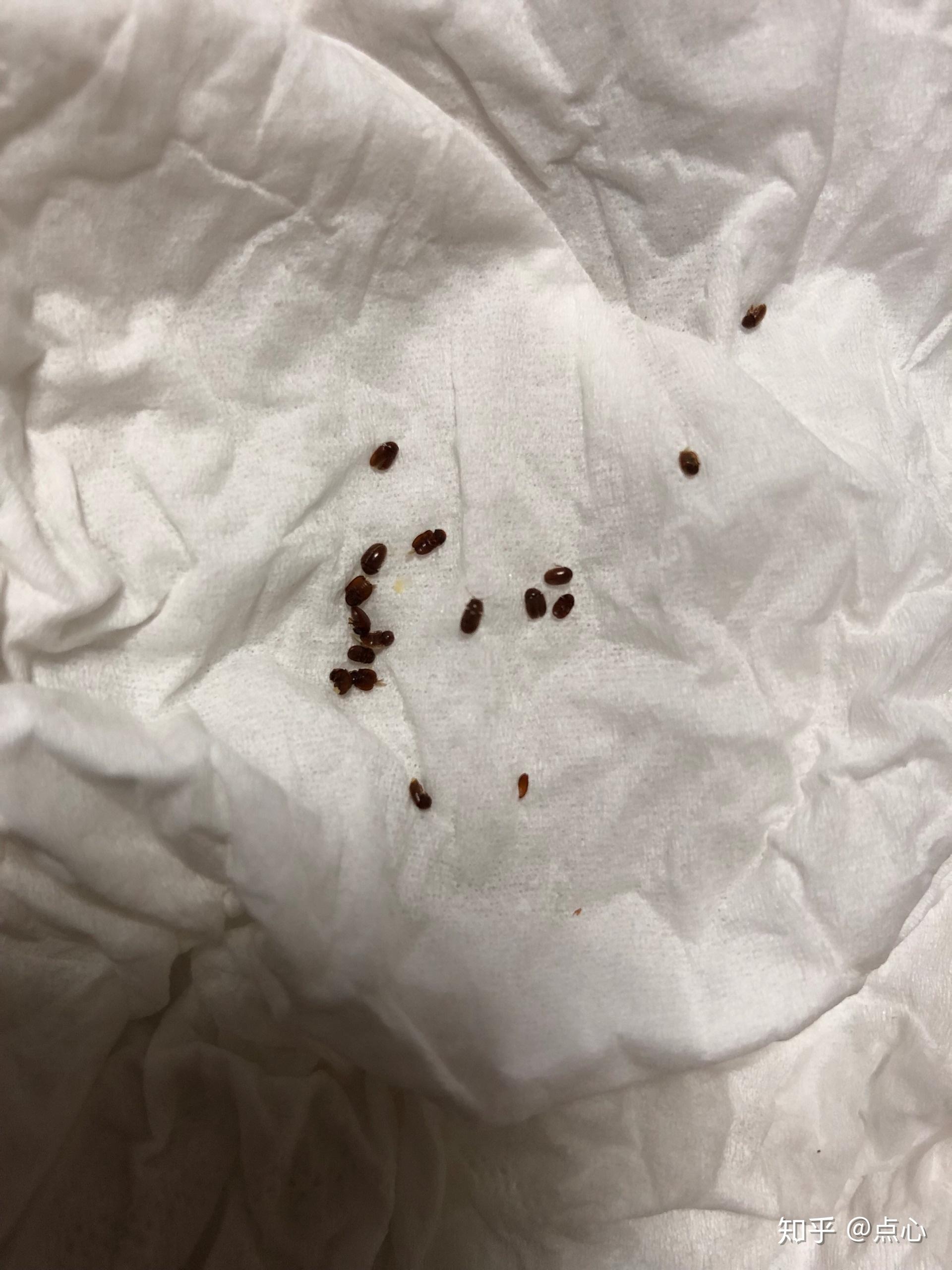 家里发现的这是什么虫