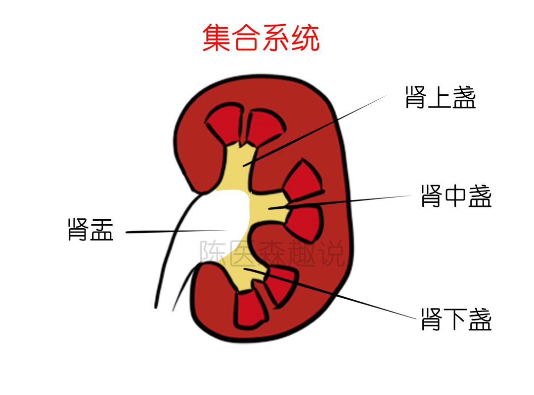 这个简单有效的肾结石排石方法,你可能还不知道