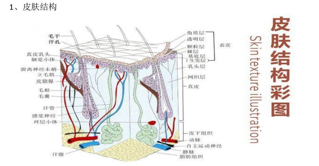 皮肤结构 - 知乎