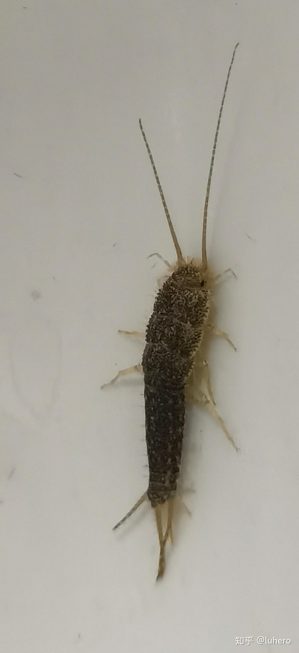 请问这是什么虫子