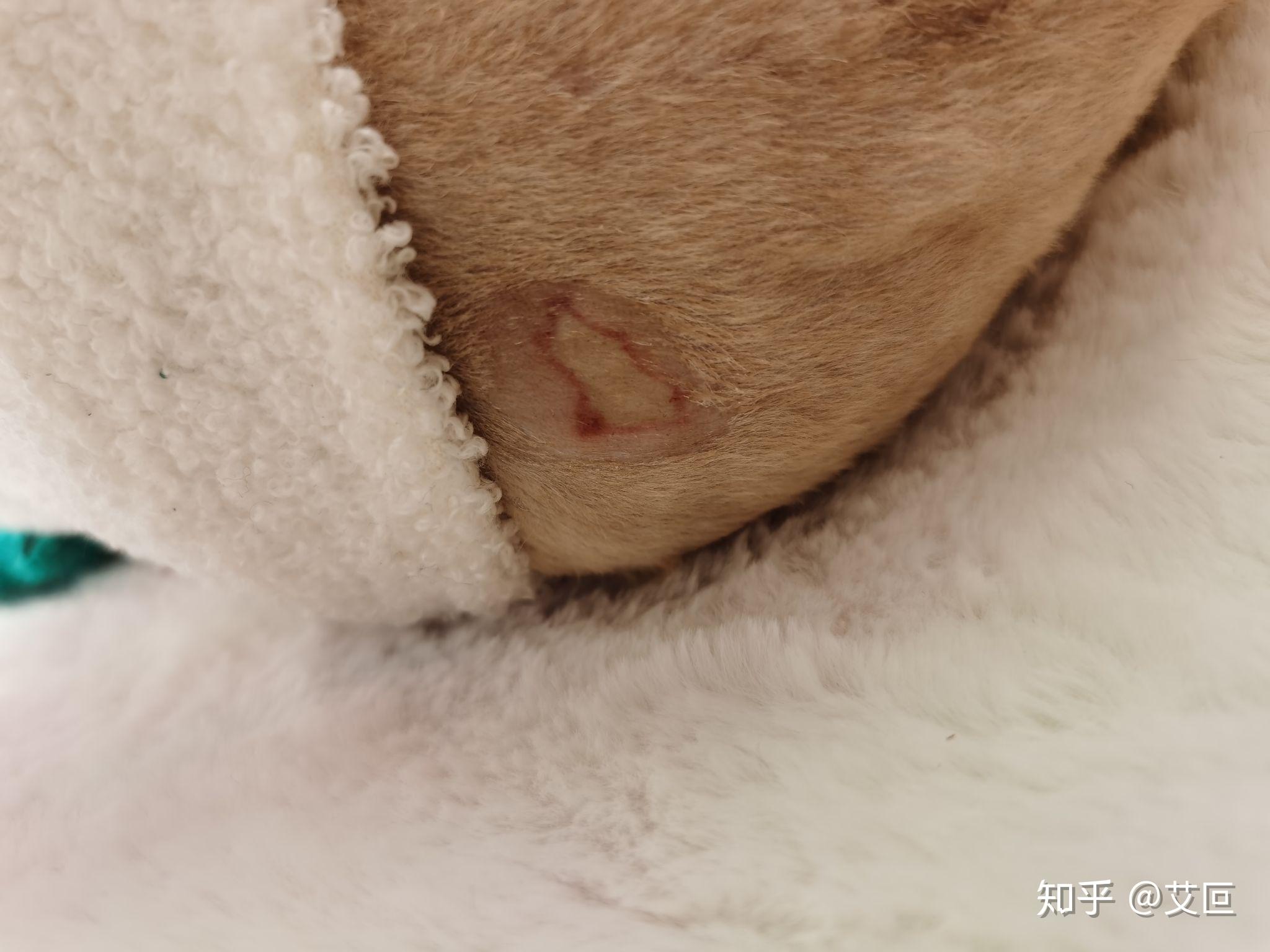 干性猫传腹打针皮肤溃烂