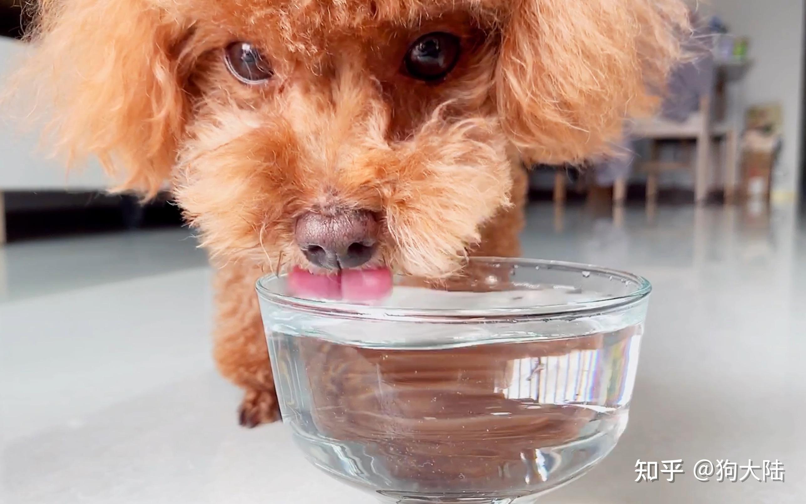 养狗后,都会出现这些"奇葩癖好",别不承认!