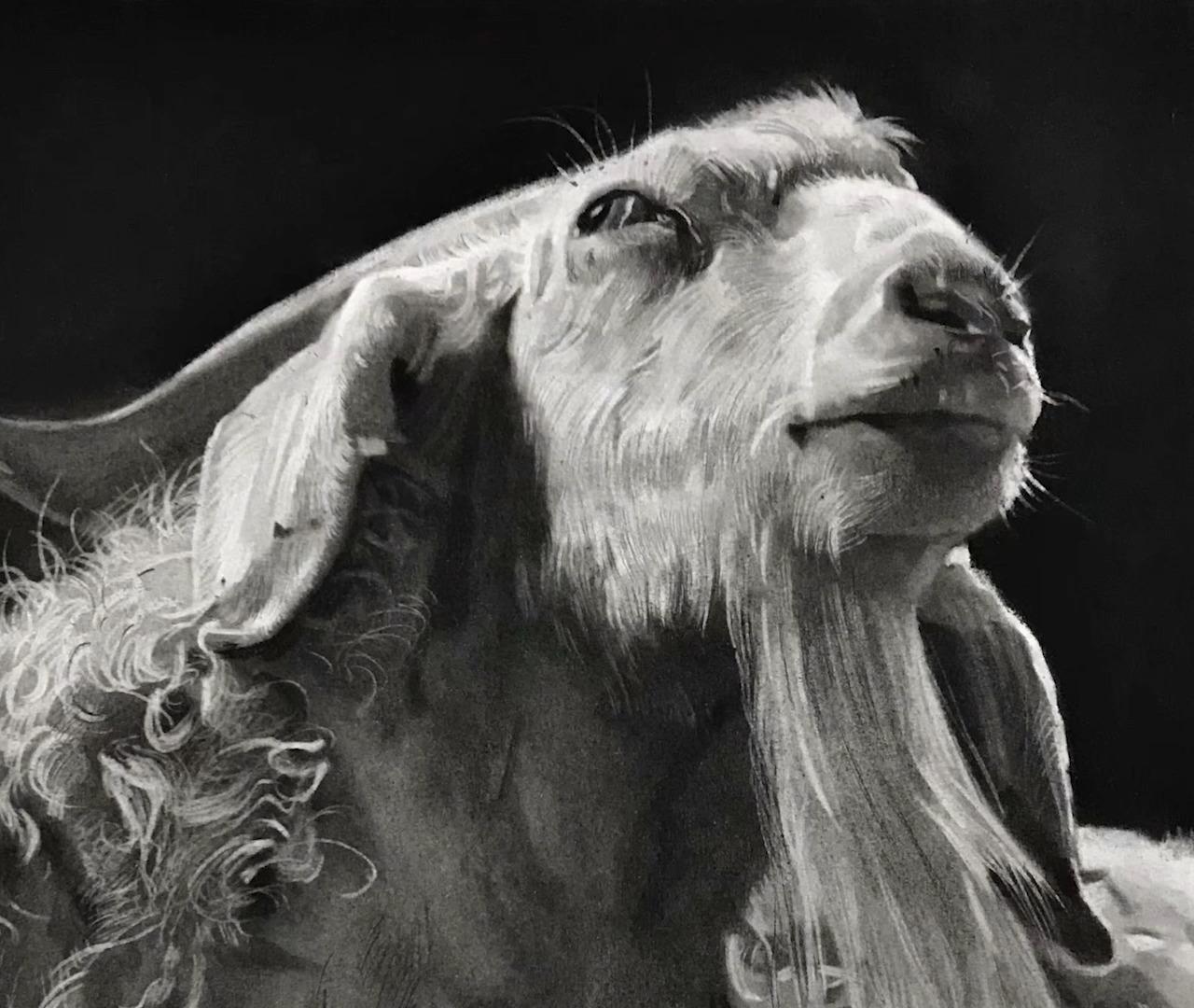 在牛的素描也需从这五点开始