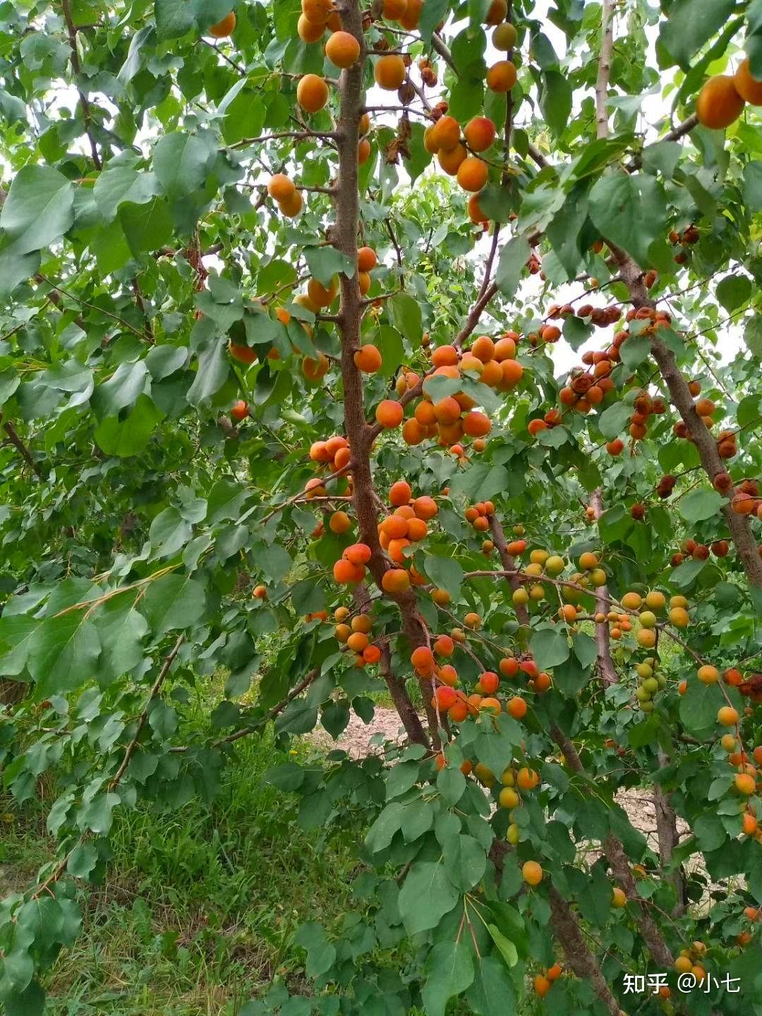 新疆特有水果中的极品当地人新鲜时不摘烂在树上更开心