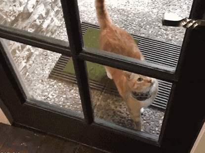 猫片在互联网上的点击量已经开始全面碾压毛片了