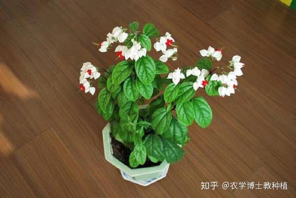 龙吐珠 花形奇特 犹如蟠龙吐珠 掌握花期调控技巧 四季开满盆 知乎