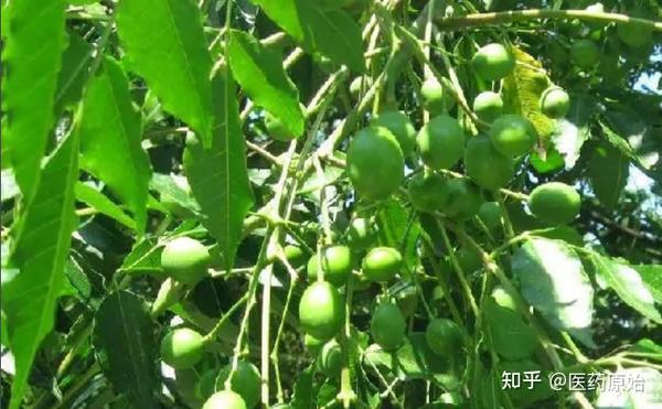 带你识别广枣 - 知乎