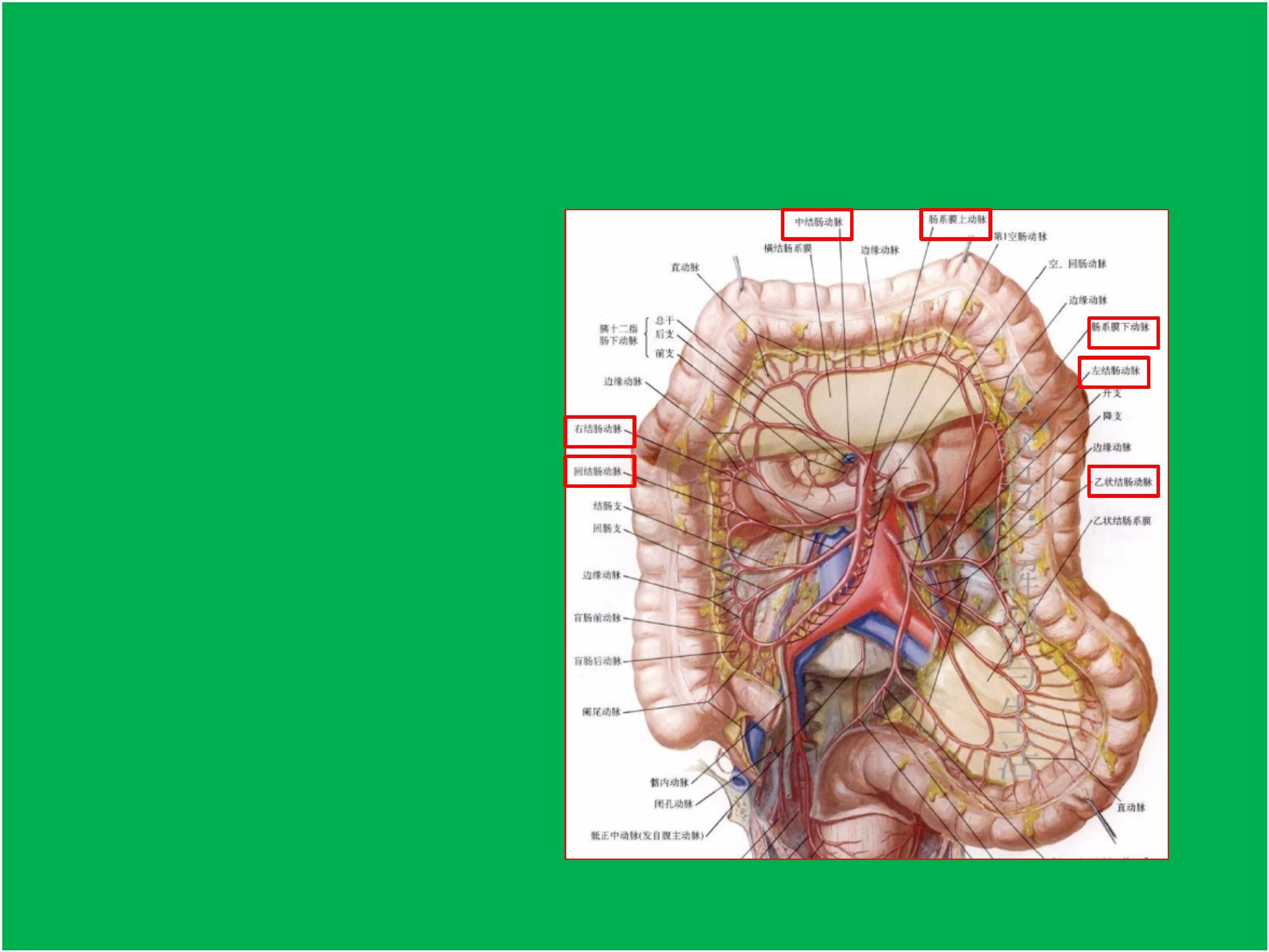 图3-2-12 直肠的淋巴-人体解剖学与组织生理病理学-医学
