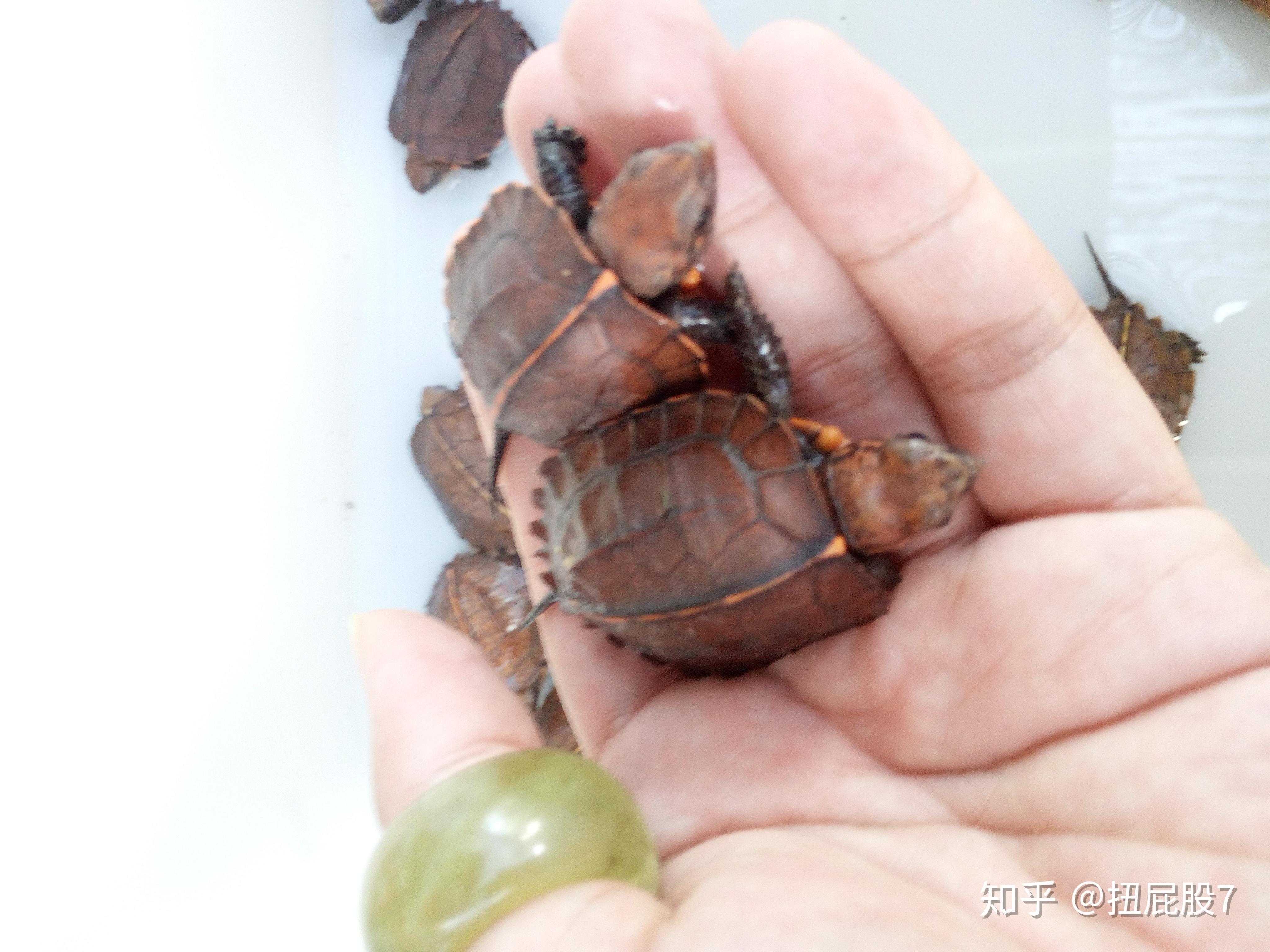 锯缘育苗和黄缘育苗的区别