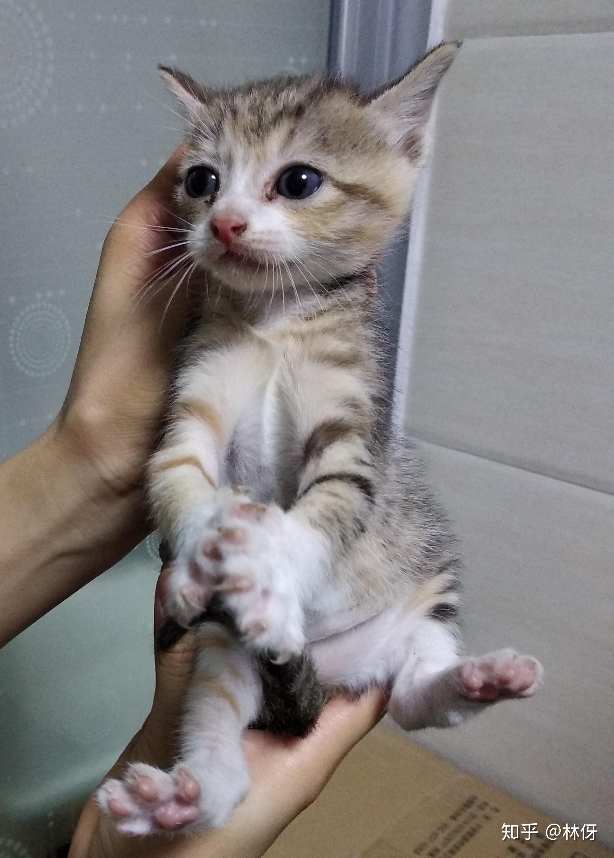 养猫记17冬菇一家子