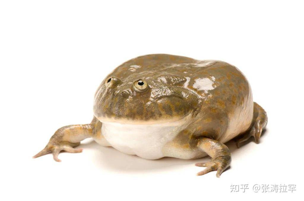 蛙怪奇谈同类相食小丑蛙短腿胖胖鼓眼侠