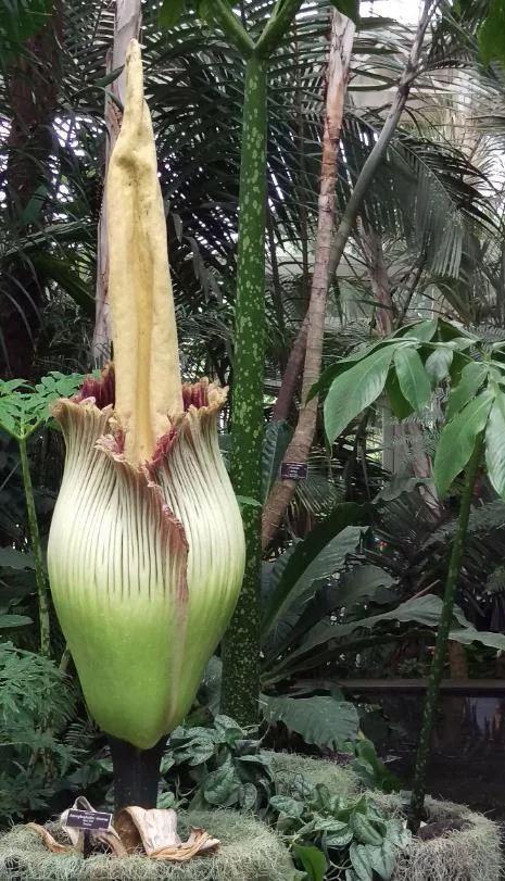 最大的远古植物体型有多大?