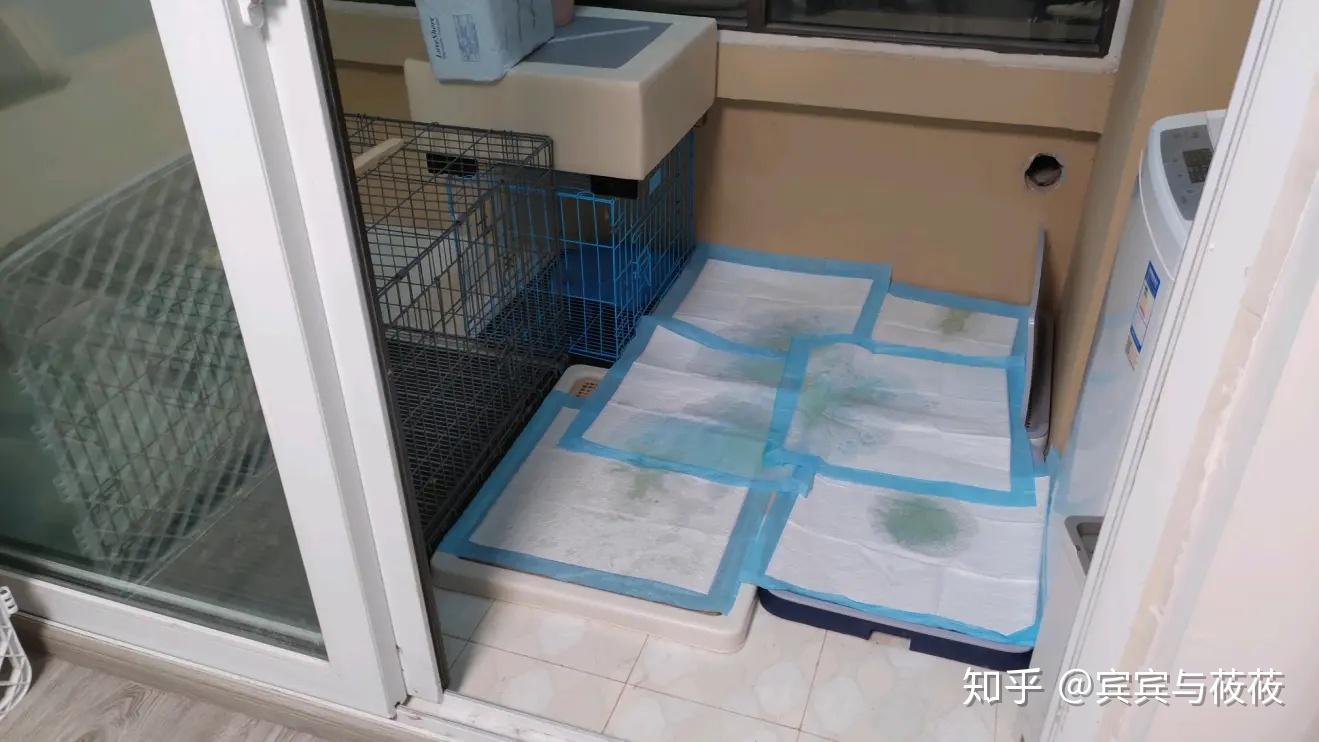 这样只要它走进阳台,脚下就全是狗厕所,没有尿错的可能性.