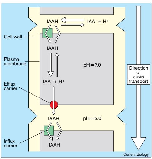 生命之泉!顶端弯钩中生长素的极性运输