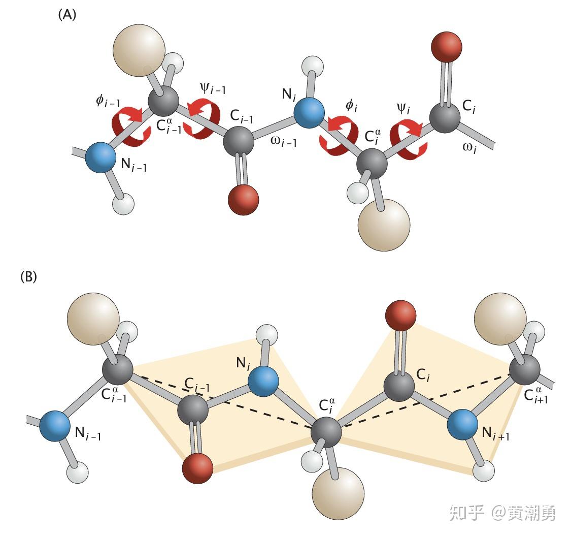 肽键结构图图片