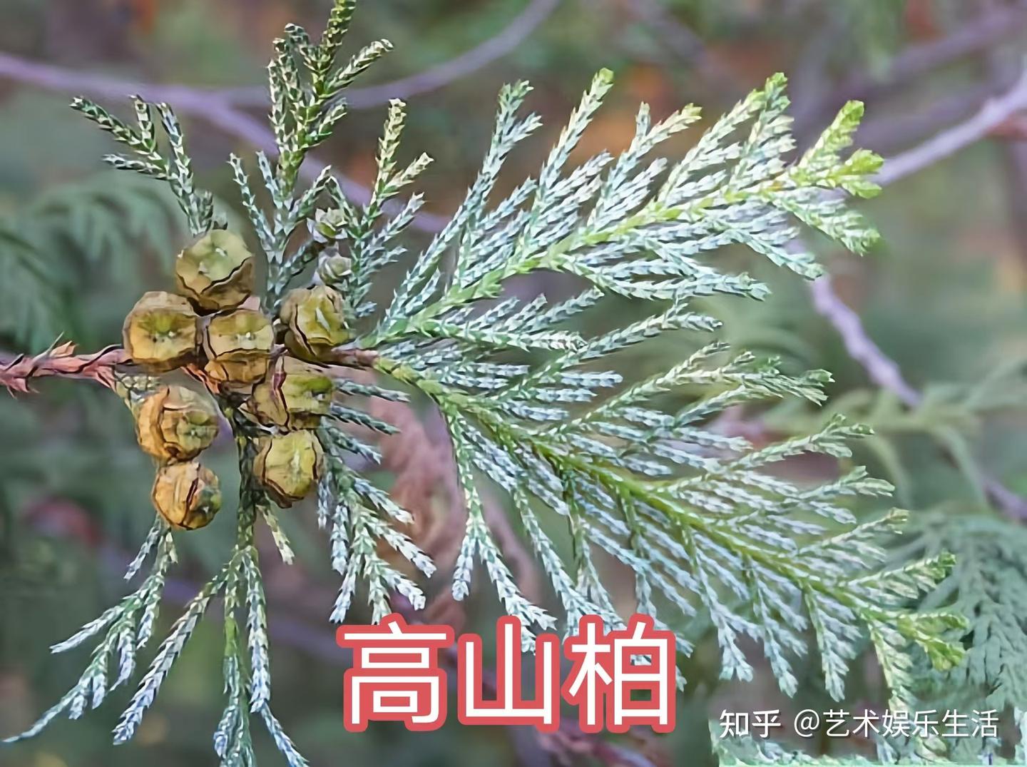 68种柏科植物,园林栽培的常用树种 - 知乎