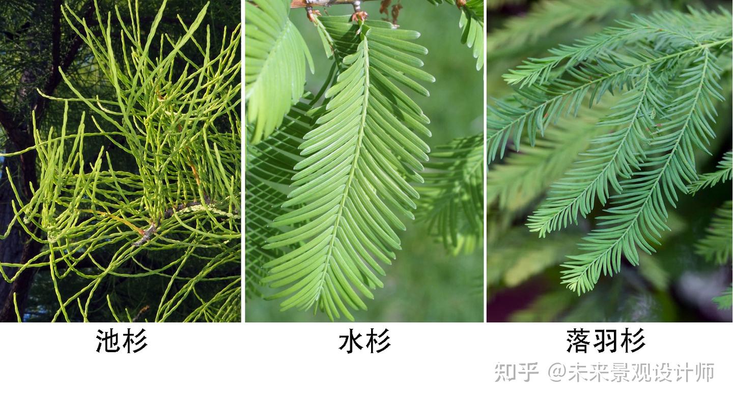 简单三步法快速区分水杉、落羽杉和池杉 - 知乎