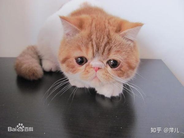 全球十大最温顺最亲近人的宠物猫排行榜 第一名你猜到了吗 知乎