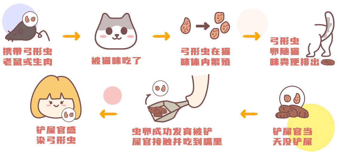 猫咪是弓形虫的最终宿主,中间宿主有爬虫类,鱼类,鸟类,哺乳类动物及