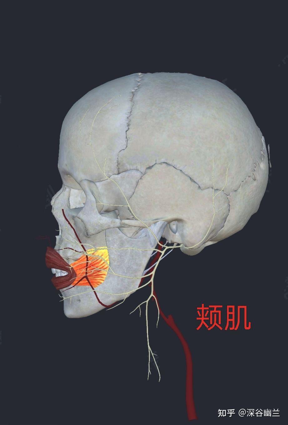 面部颊肌图片