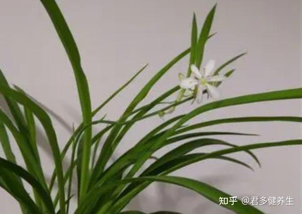 种兰养生,养兰者的精神都集中在种兰 - 知乎