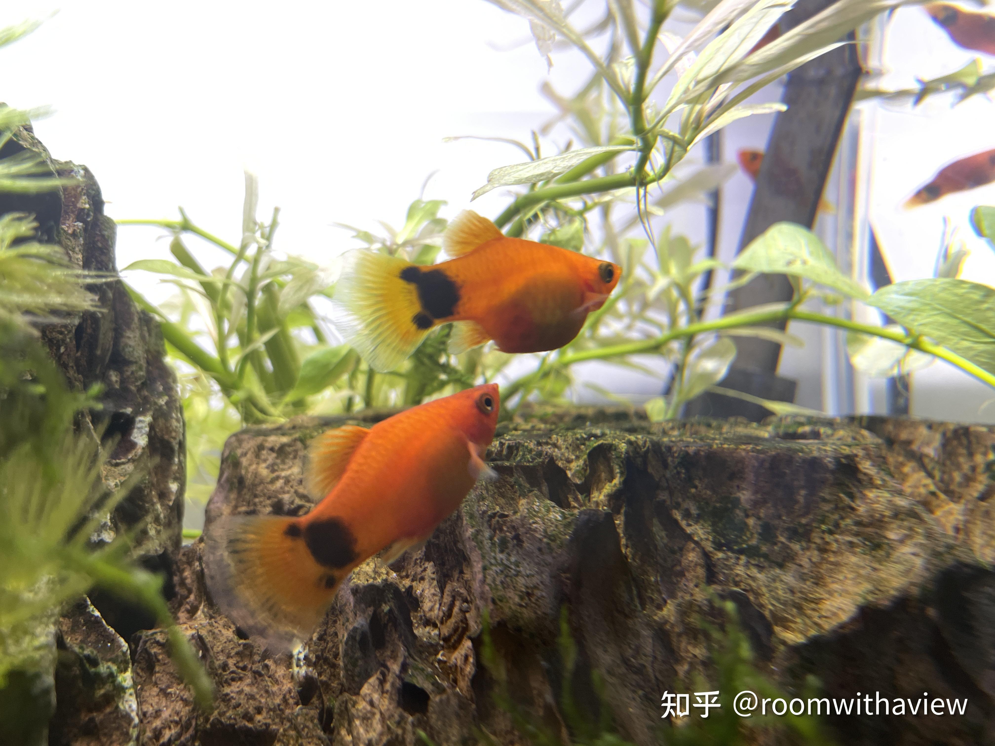 帮忙看看我的米奇鱼是快生了吗～ - 知乎