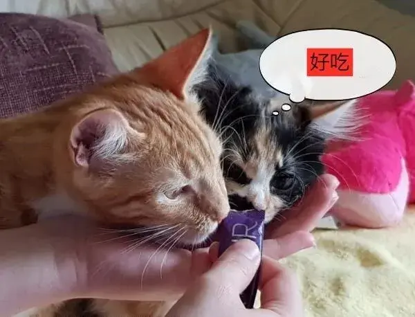 猫的饮食习惯与食物的好恶 - 知乎