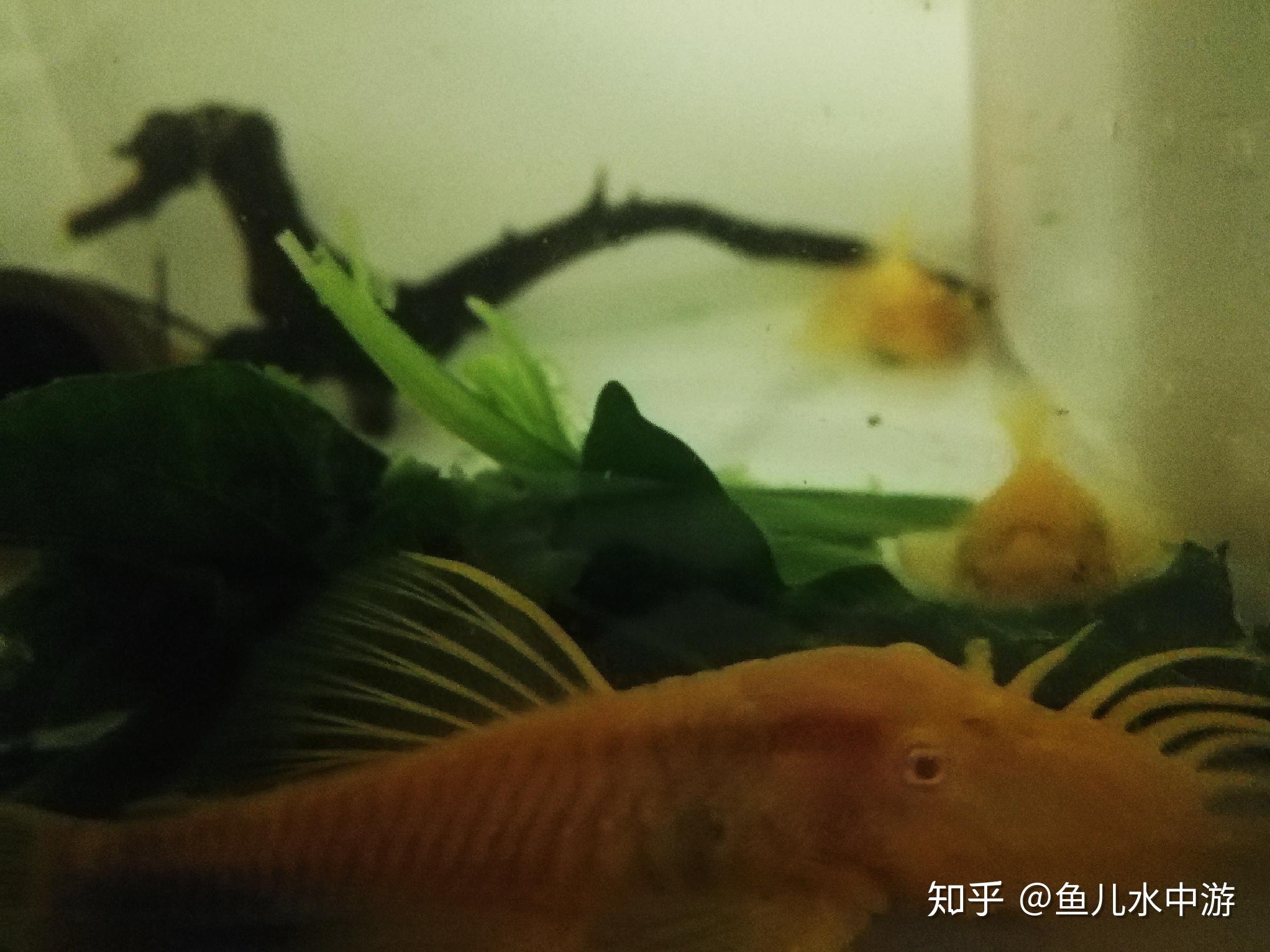 异形–黄金大胡子鱼饲养与繁殖 - 知乎