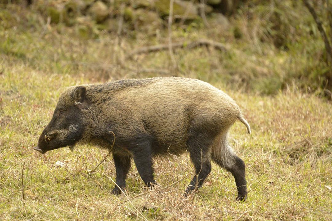 "猛猪横渡长江,历时12分钟",南京的野猪又在网上火了 - 知乎