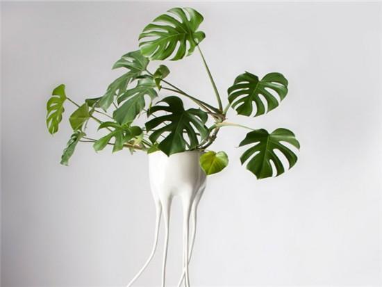 懒人盆栽龟背竹