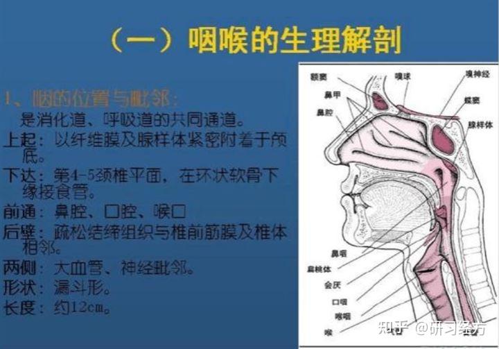 咽喉部位图 位置图图片