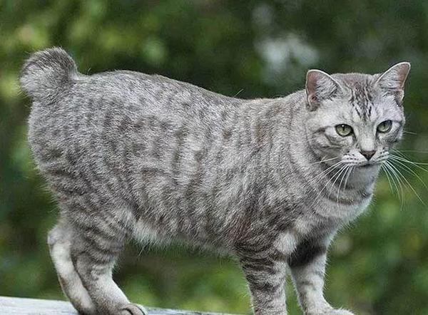 Get新知识了 原来短尾猫有这么多品种! - 知乎