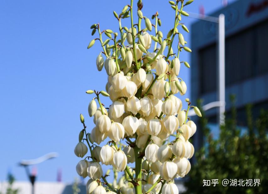 剑麻花大家认识吗?了解它的功效与作用有哪些吗？ - 知乎