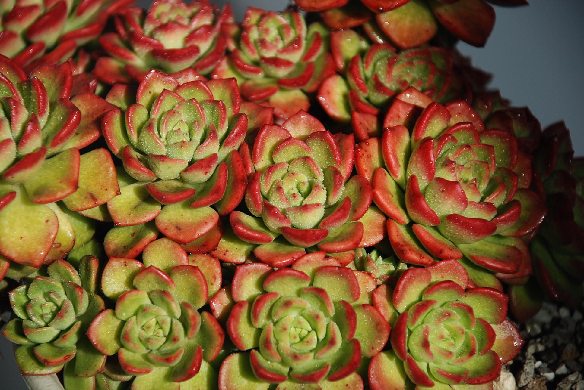 多肉——蒂亚 - 知乎