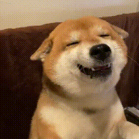 再分享一些狗狗表情包(›´ω`‹ ) - 知乎
