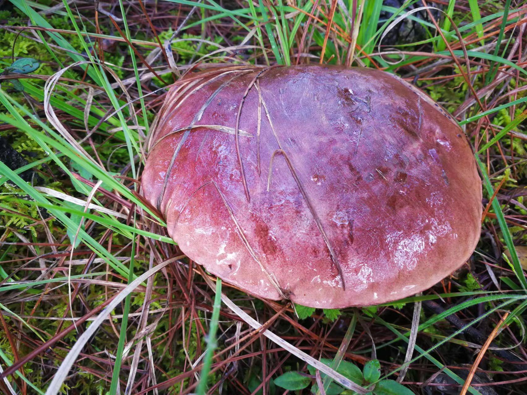 山野藏珍馐:紫盖牛肝菌 - 知乎