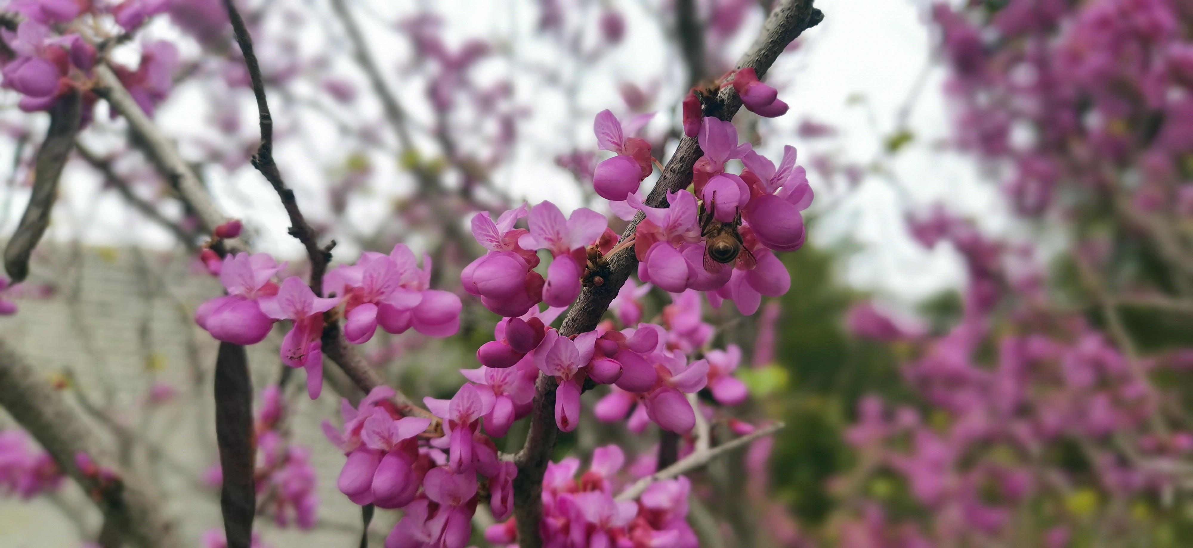 吉安视觉巨紫荆花团锦簇紫蝶般的艳丽花朵令人着迷