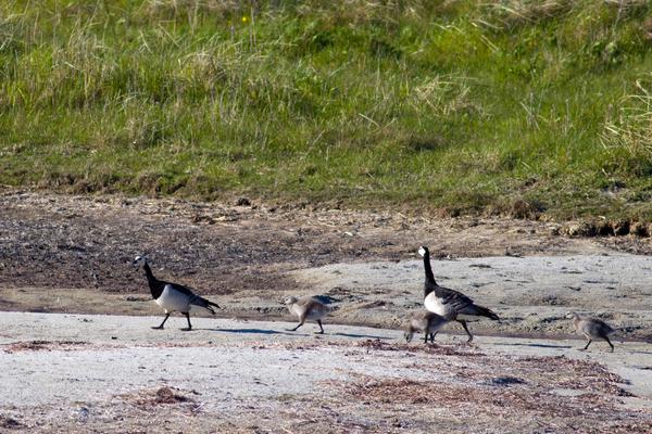 白颊黑雁(branta leucopsis)和臃肿的小雁