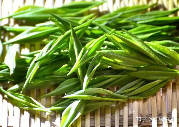 绿之韵好茶上市|舌尖上的鲜美滋味——三十九铺安化松针 - 知乎