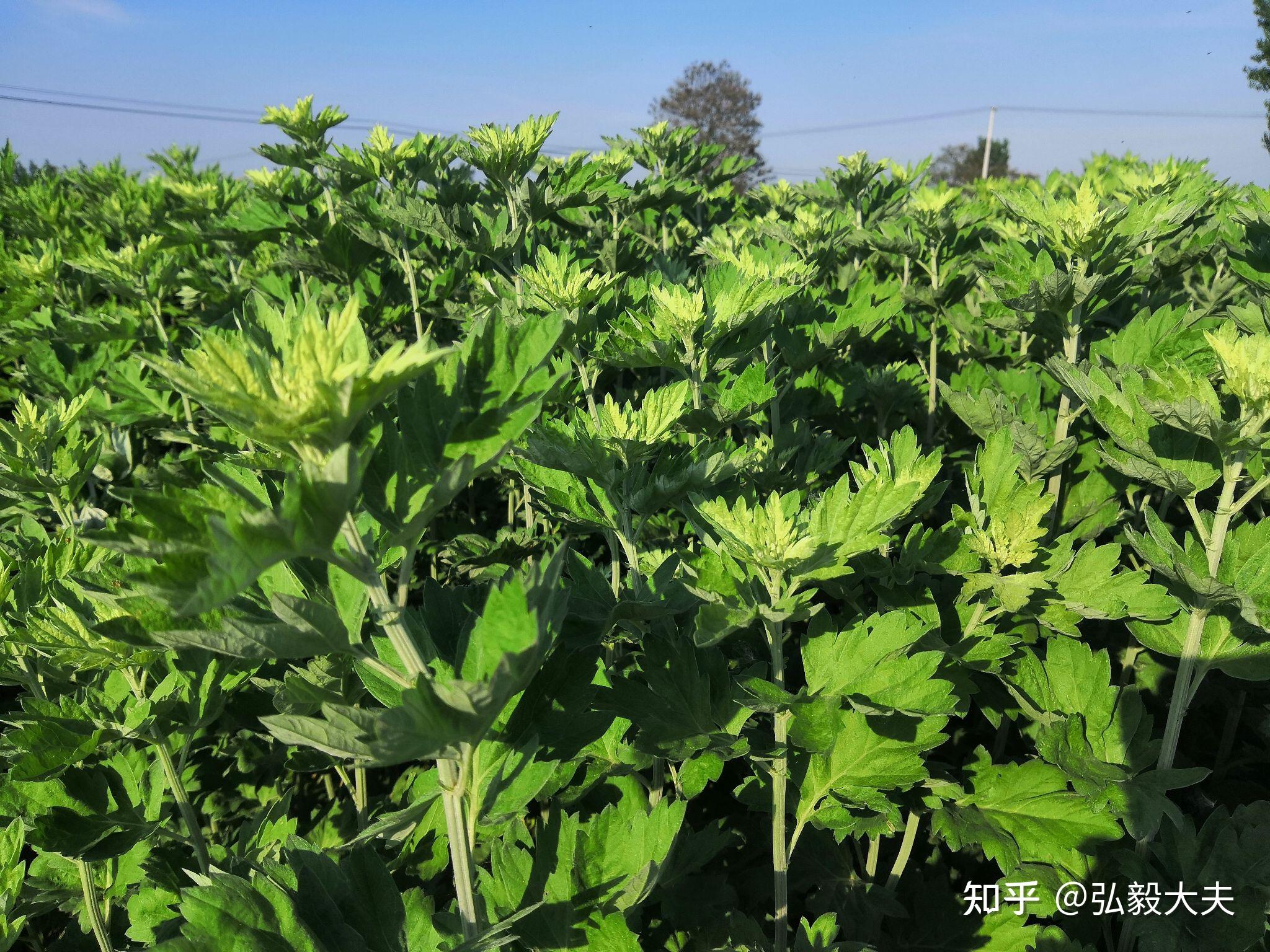 艾草和白蒿的区别(附图片) 