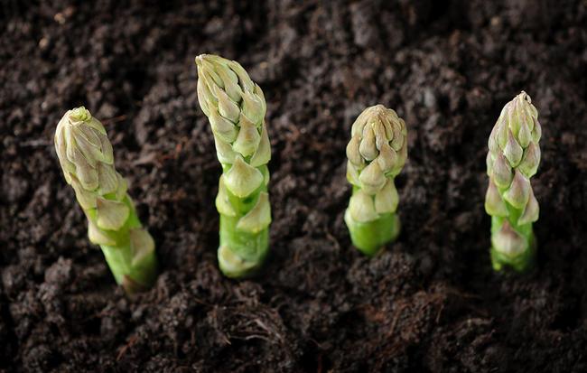 由芦笋浓汤至staytaipei