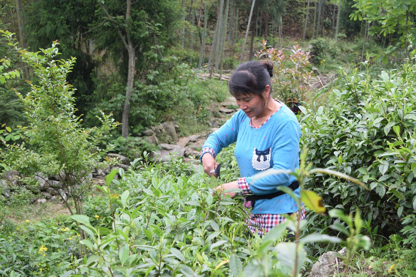 安化黑茶的功效 恰哒八木春黑茶 饿死郎中屋里牙什么意思 知乎