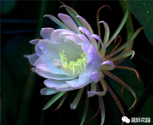 昙花的花语 zhuanlan.zhihu.com